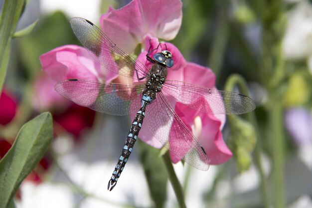 Erstaunliche Makroaufnahme einer Odonata auf einer Blume