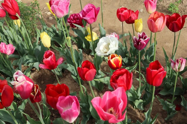 Erstaunliche mehrfarbige Tulpen im Feld