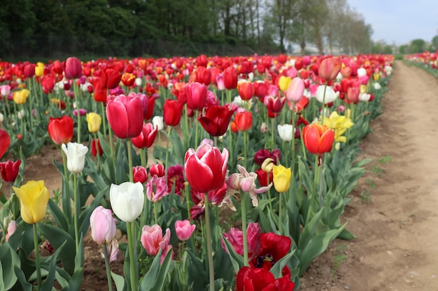 Erstaunliche mehrfarbige Tulpenfelder in Italien