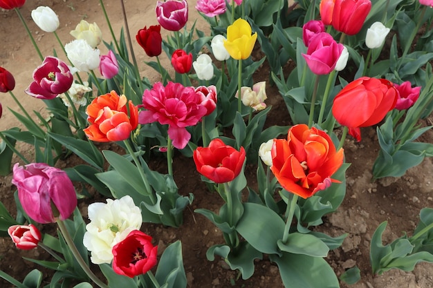 Erstaunliche mehrfarbige Tulpenfelder in Italien