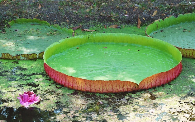 Erstaunliche riesige Seerosenblätter von Victoria Amazonica in einem von Wasserlinsen bedeckten Teich