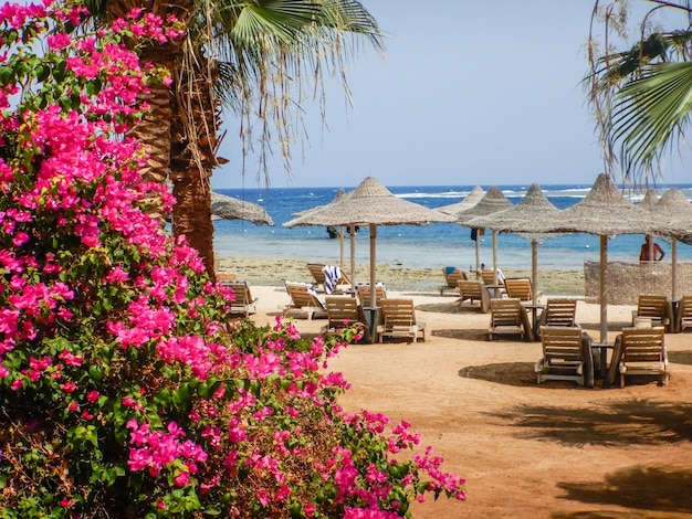 Erstaunliche rosa Blumen an einem Strand mit Sonnenschirmen und Lounges im Urlaub