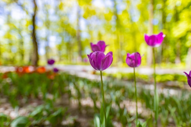 Erstaunliche rosafarbene Tulpenblumen, die in der verschwommenen Naturlandschaft des Waldfeldes blühen Sonniger bunter Park