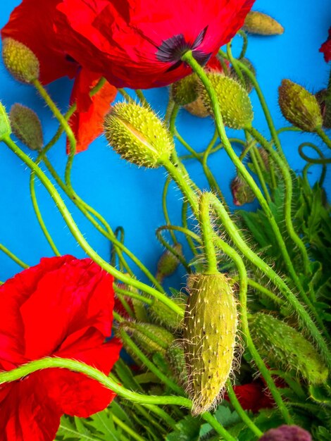 Erstaunliche rote Mohnblume des Frühlinges auf selektivem Fokus des blauen Hintergrundes