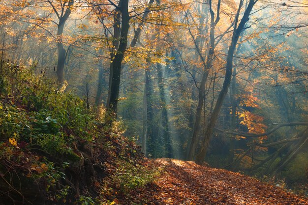 Erstaunliche Sonnenstrahlen des farbenfrohen, verträumten Herbstwaldes