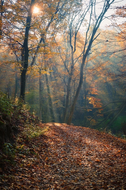 Erstaunliche Sonnenstrahlen des farbenfrohen, verträumten Herbstwaldes