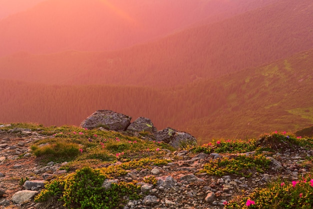 Erstaunliche Sonnenuntergangssommerfeenlandschaft mit Rhododendronblumen, Felsen und Kopienraum