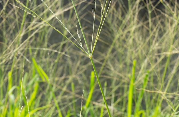 Erstaunliche Texturansicht von grünem Gras