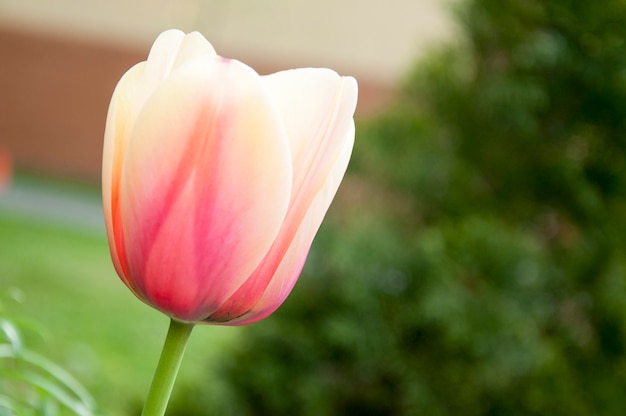 Erstaunliche tulpe in makroansicht 1