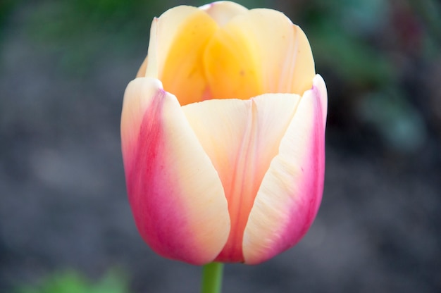 Foto erstaunliche tulpe in makroansicht 3