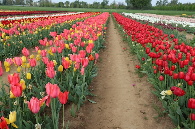 Foto erstaunliche tulpenfelder in italien