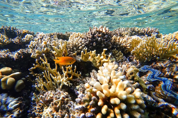 Erstaunliche Unterwasserwelt des Roten Meeres schöne bunte Korallen auf dem Hintergrund des blauen Abgrunds