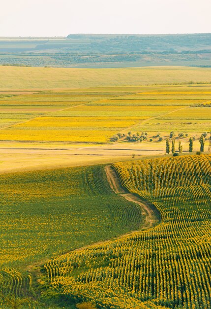 Erstaunliche vertikale Landschaft von Sonnenblumen landen an einem Sommertag während des Sonnenuntergangs.