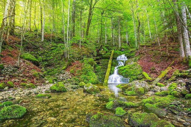 Erstaunliche Wälder im Herbst Alpenberge. Schöne Wasserströmung sonnige bunte Naturlandschaft