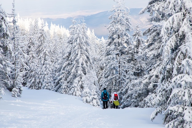 Erstaunliche Winterlandschaft mit schneebedeckten Tannenbäumen in den Bergen