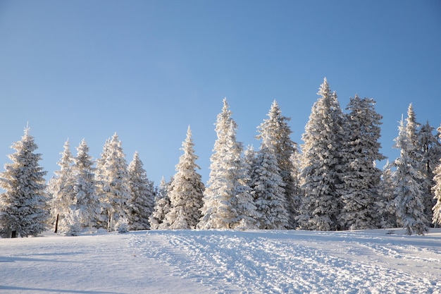 Erstaunliche Winterlandschaft mit schneebedeckten Tannenbäumen in den Bergen