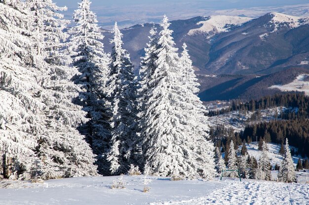 Erstaunliche Winterlandschaft mit schneebedeckten Tannenbäumen in den Bergen