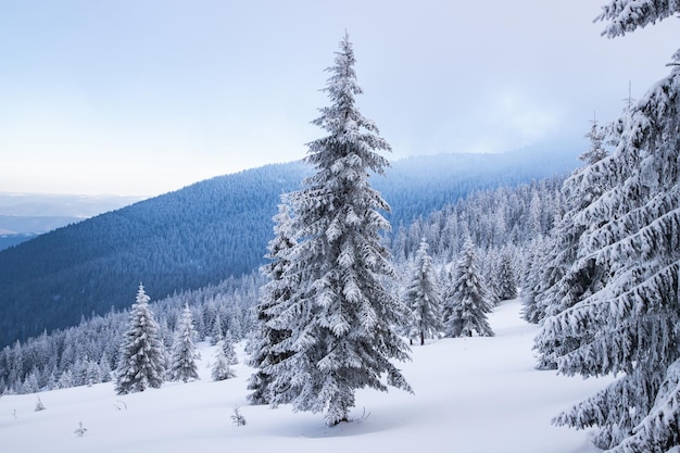 Erstaunliche Winterlandschaft mit schneebedeckten Tannenbäumen in den Bergen