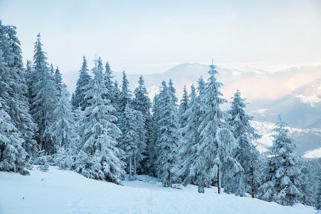 Erstaunliche Winterlandschaft mit schneebedeckten Tannenbäumen in den Bergen