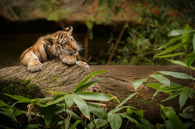 Erstaunlicher bengalischer Tiger in der Natur