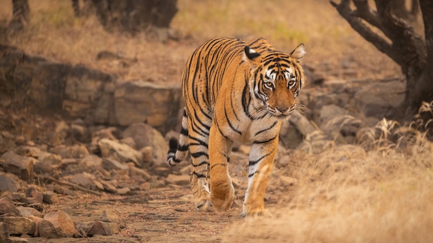 Erstaunlicher bengalischer Tiger in der Natur