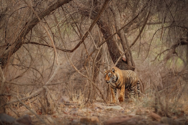 Erstaunlicher bengalischer Tiger in der Natur