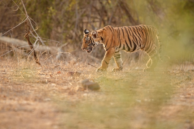 Erstaunlicher bengalischer Tiger in der Natur