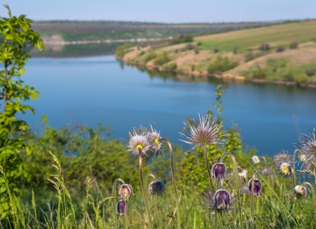 Erstaunlicher Frühlingsblick auf den Dnister River Canyon mit Pulsatilla patens oder Prairie Crocus oder Pasque Flower Flowers Dieser Ort namens Shyshkovi Gorby Nahoriany Chernivtsi Region Ukraine