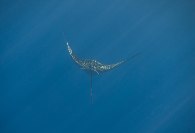 erstaunlicher gefleckte Adlerstrahl in klarem blauem Meerwasser mit Sonnenstrahlen von der Oberfläche