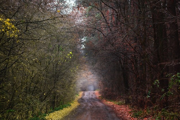 Erstaunlicher Herbsttunnelweg durch einen bunten Wald