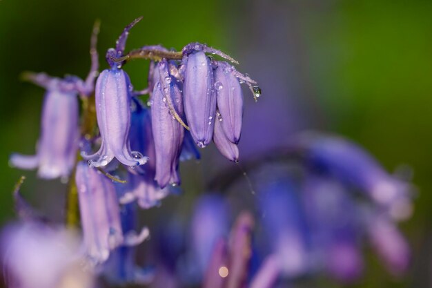 Erstaunlicher hintergrund von bluebells blumen auf grüner wiese am sonnigen frühlingstag