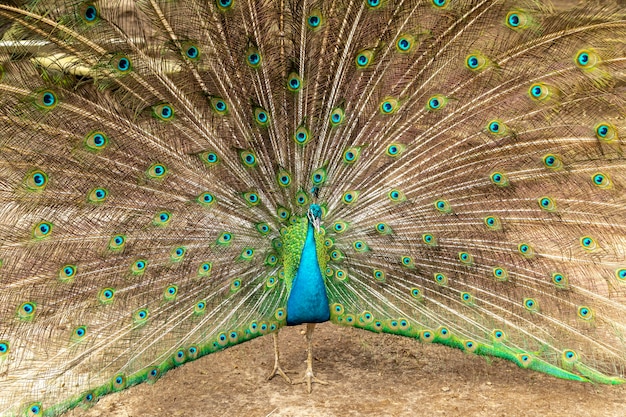 Erstaunlicher indischer männlicher Pfau (Pavo Cristatus).