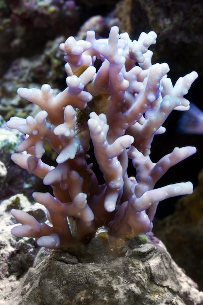 Erstaunlicher Korallenriffaquariummoment