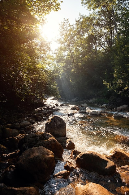 Erstaunlicher malerischer Aussichtswald mit Fluss auf grünen Bäumen im Hintergrund in den Morgen- oder Abendstrahlen der Sonne