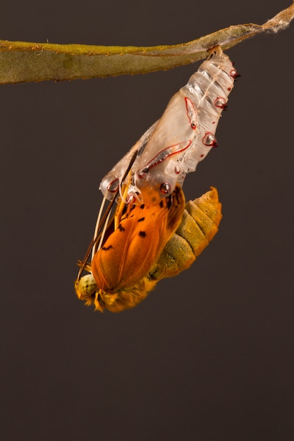 erstaunlicher Moment über Schmetterling ändern Formpuppe