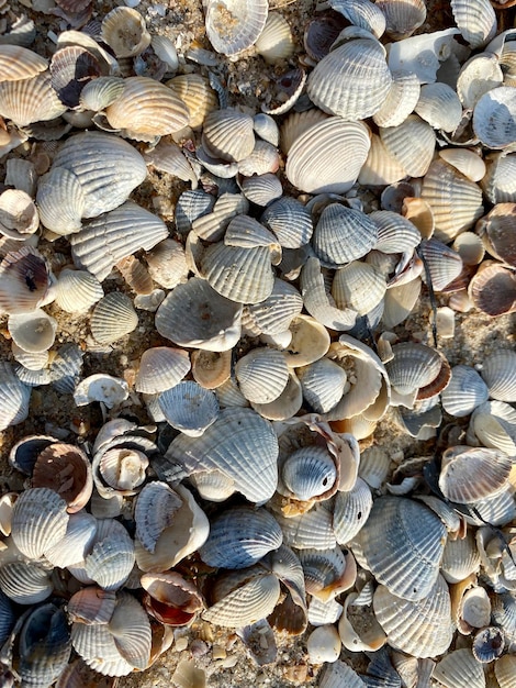 Erstaunlicher natürlicher Hintergrund mit Muscheln. Perfektes Hintergrundkonzept für den Sommer. Natürliche Mischung aus Muscheln