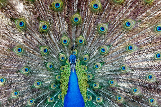 Erstaunlicher Pfau während seiner Ausstellung