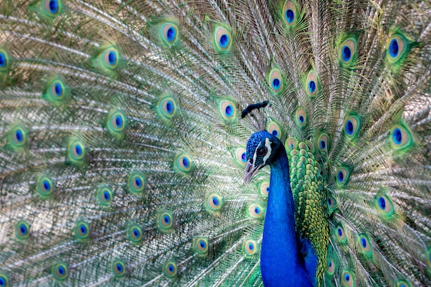 Erstaunlicher Pfau während seiner Ausstellung