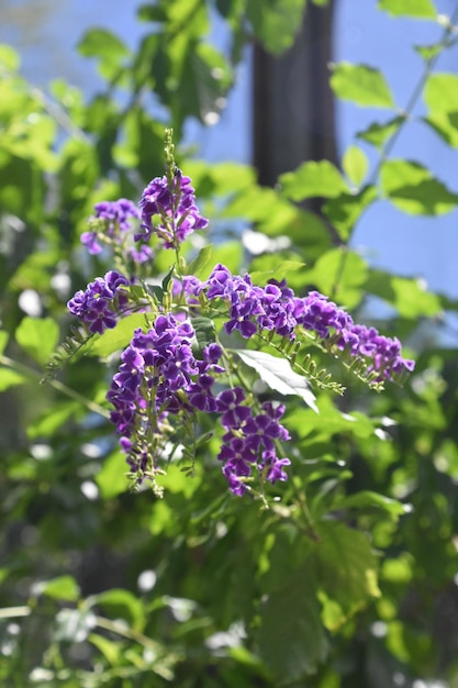 Foto erstaunlicher purpurroter schmetterlingsbusch in einem garten