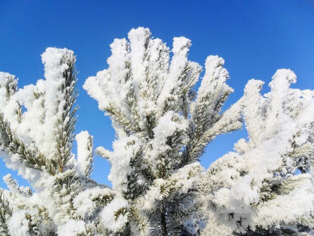 Foto erstaunlicher schneefrost