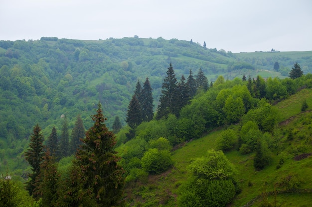 Erstaunlicher Sommerblick auf Bäume und Büsche auf dem Hügel mit Wald im Hintergrund