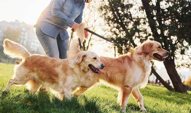 Erstaunlicher Sonnenschein Frau geht mit zwei Golden Retriever-Hunden im Park spazieren