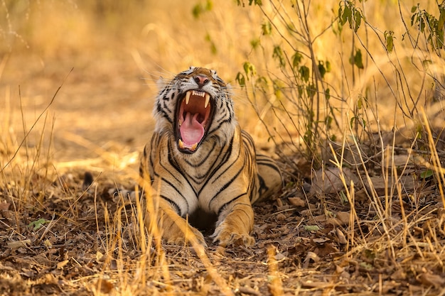 Erstaunlicher Tiger im Naturlebensraum. Tigerpose während der goldenen Lichtzeit. Wildlife-Szene mit Gefahrentier. Heißer Sommer in Indien. Trockengebiet mit schönem indischen Tiger