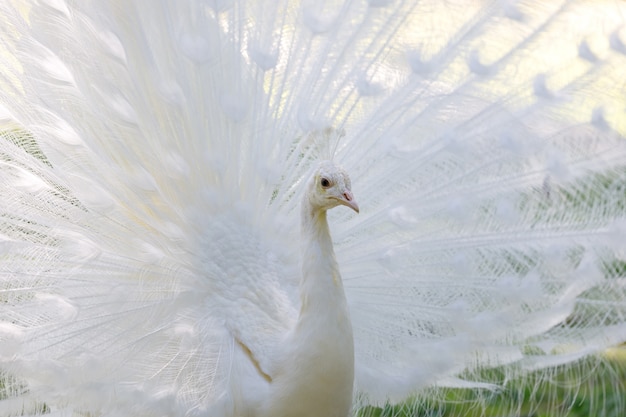 Erstaunlicher weißer Pfau, der sein Endstück öffnet