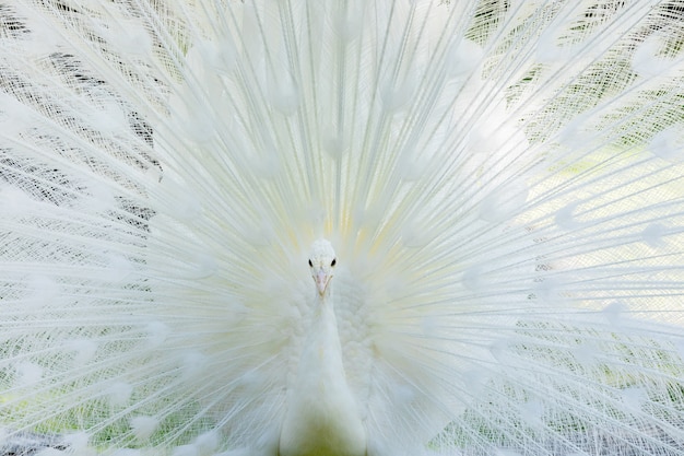 Erstaunlicher weißer Pfau, der sein Endstück öffnet