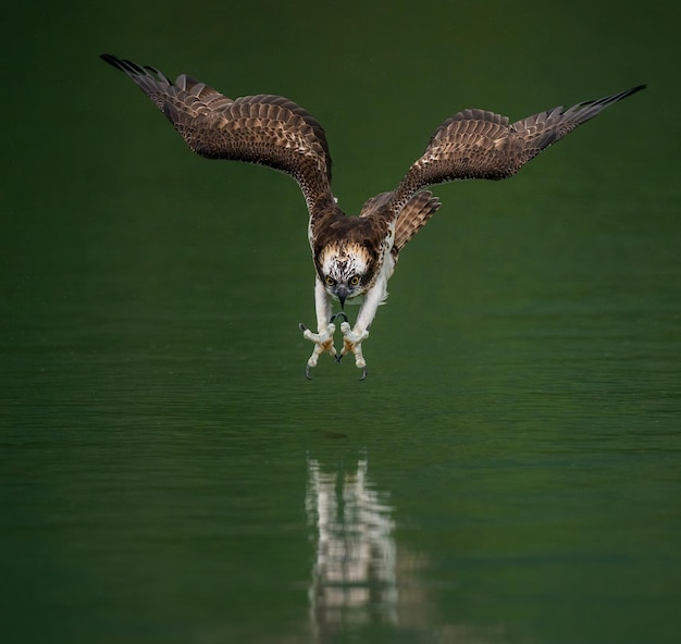 Erstaunliches Bild eines Fischadlers oder Seefalken, der einen Fisch aus dem Wasser jagt