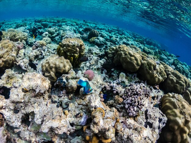 Erstaunliches Rotes Meer mit buntem Korallenriff mit Papageifischen