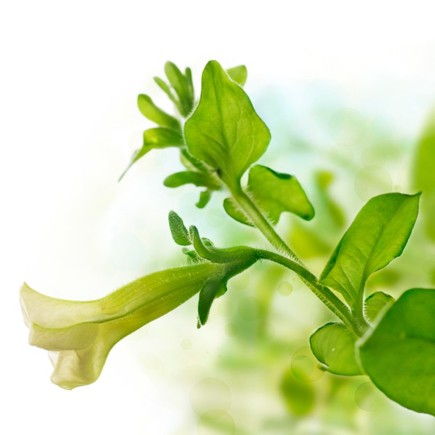 Erste Blume von Petunia pendula über grünem und weißem Hintergrund, Gestaltungselement für den Rand einer Seite