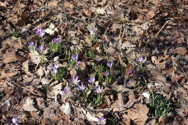 Erste Blumen des Frühlinges im Central Park