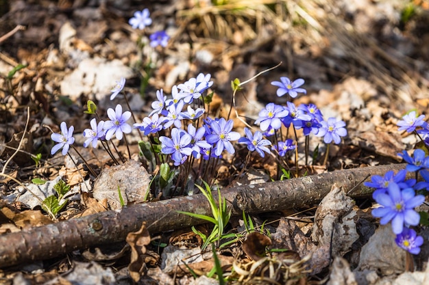 Foto erste frühlingsblume, blaue wildblume oder hepatica nobilis, die im zeitigen frühjahr blüht